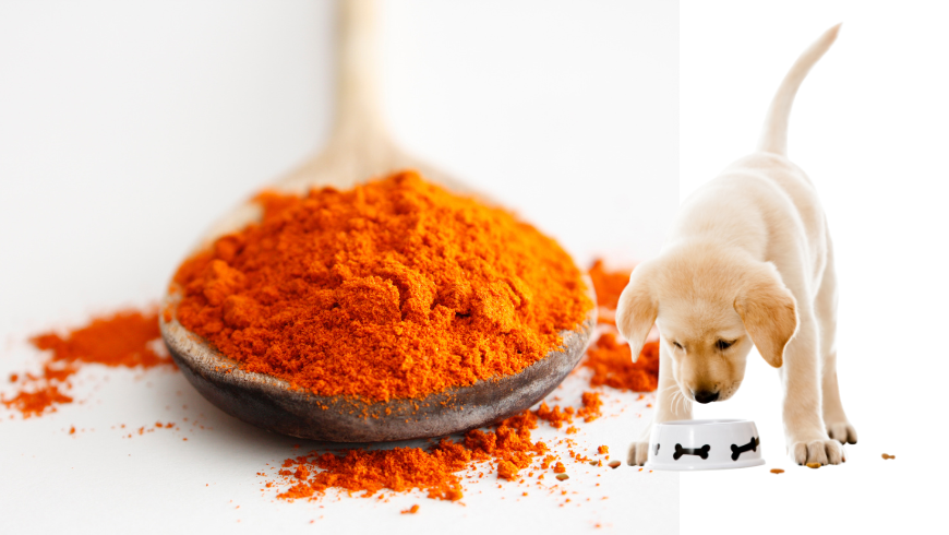 Turmeric Dosage for Dogs