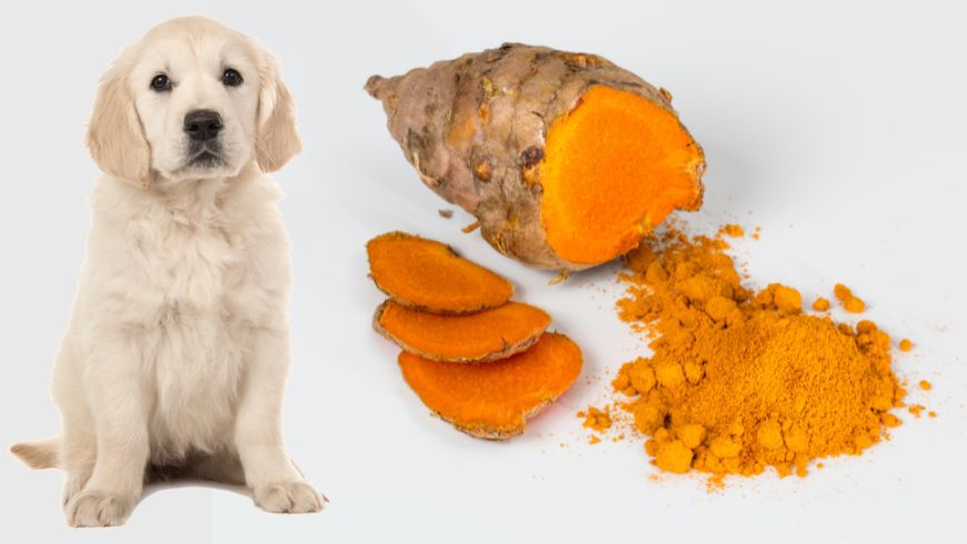 Is Turmeric Good for Dogs? Benefits & Uses of Turmeric for Dogs